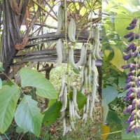 Mucuna pruriens var. utilis (Wall. ex Wight) Baker ex Burck